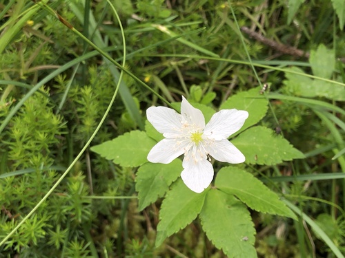 Anemone trifolia, photograph 3