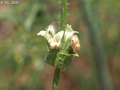 Sideritis pullulans
