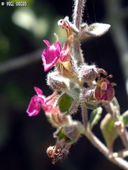 Teucrium divaricatum