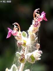 Teucrium divaricatum