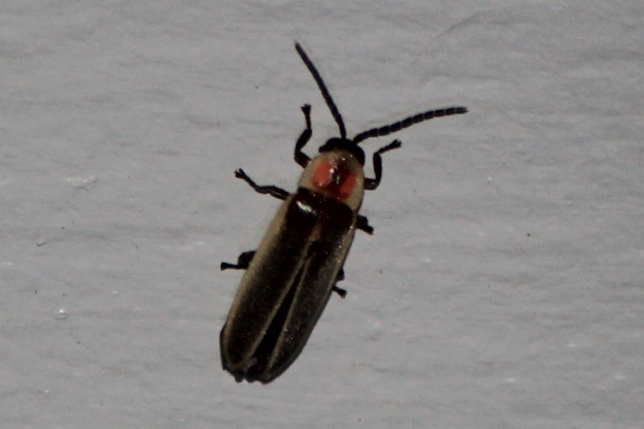 Ignited Firefly