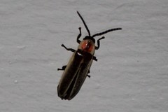 Photinus ignitus