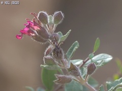Teucrium divaricatum
