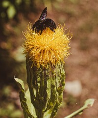 Centaurea macrocephala