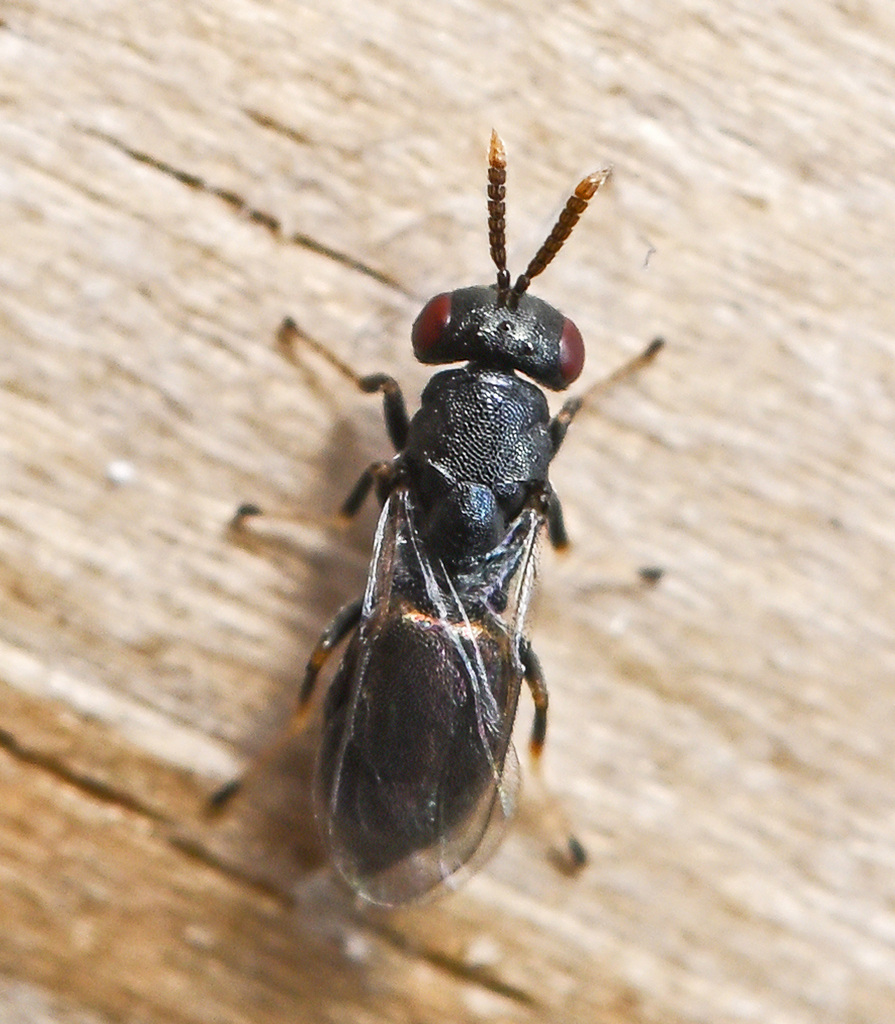 Homoporus nypsius