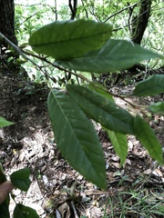 Quercus tatakaensis