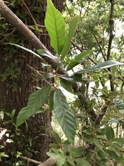 Quercus tatakaensis