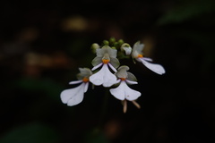 Calanthe alismifolia