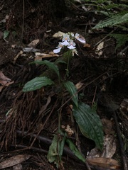 Calanthe alismifolia