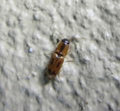 Aeolus scutellatus