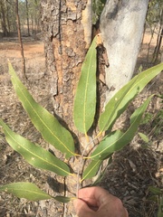 Corymbia grandifolia