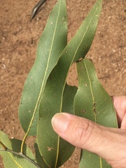 Corymbia grandifolia