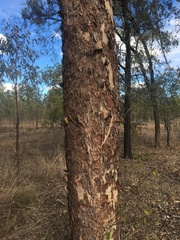 Corymbia grandifolia