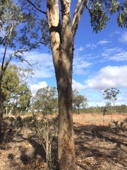 Corymbia grandifolia