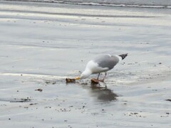 Larus argentatus image
