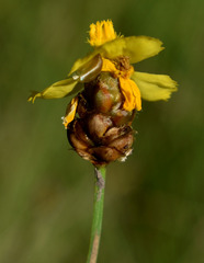 Xyris pauciflora
