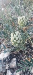 Astragalus lupulinus