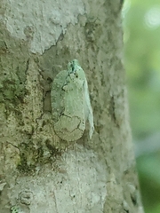 Flataloides scabrosus