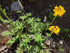Senecio aronicoides