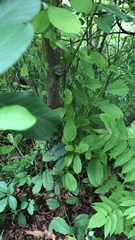 Frangula alnus