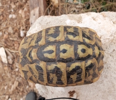 Testudo hermanni hermanni