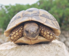 Testudo hermanni hermanni