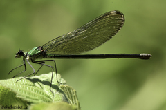 Calopteryx syriaca