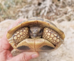 Testudo hermanni hermanni