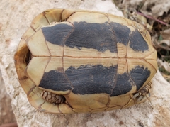 Testudo hermanni hermanni