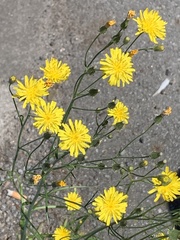 Hieracium umbellatum