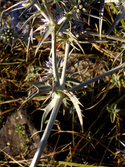 Eryngium caeruleum