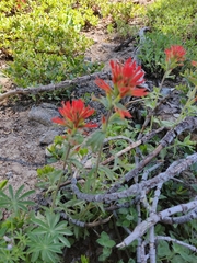 Castilleja applegatei