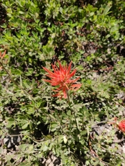 Castilleja applegatei