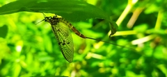 Ephemera vulgata