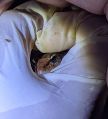 Pristimantis fenestratus