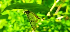Ephemera vulgata
