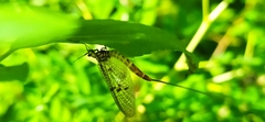 Ephemera vulgata