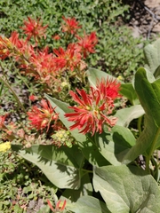 Castilleja applegatei