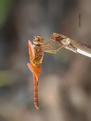 Brachythemis contaminata