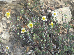 Roepera debilis