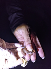 Pristimantis fenestratus