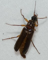 Selonodon