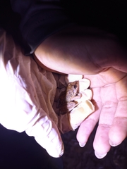 Pristimantis fenestratus