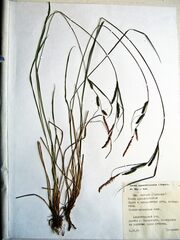 Carex appendiculata