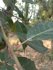 Ficus neriifolia