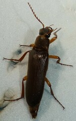 Selonodon