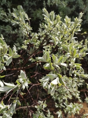 Salix lapponum