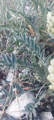 Astragalus lupulinus