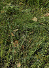 Fimbristylis tetragona