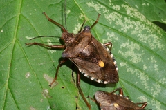 Pentatoma rufipes